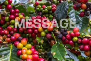 Dテック MESSAGE