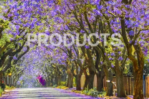 Dテック PRODUCTS